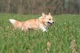 CORGI PEMBROKE 1317